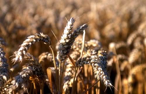 Wheat